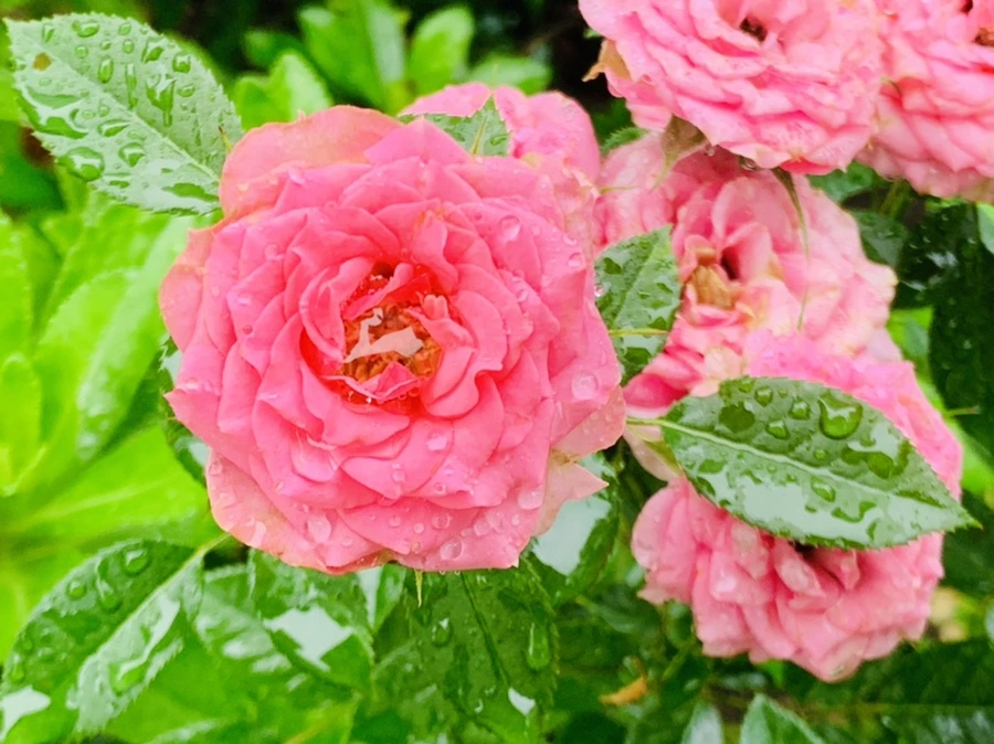 IMG_3762.jpg?type=w966