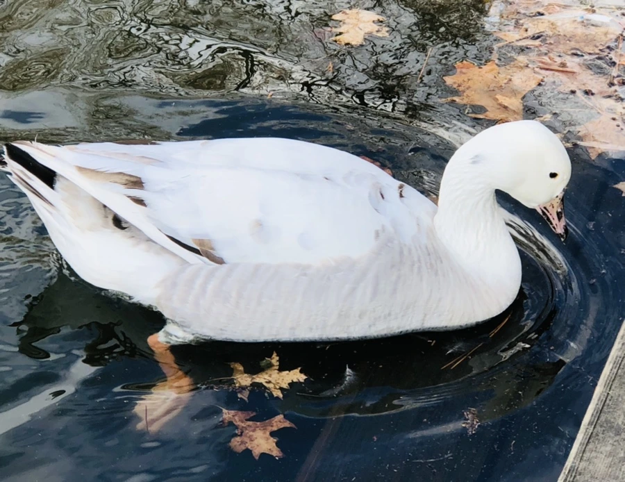 IMG_3523.jpg?type=w966