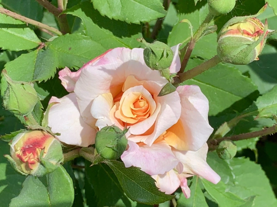 IMG_5889.jpg?type=w966