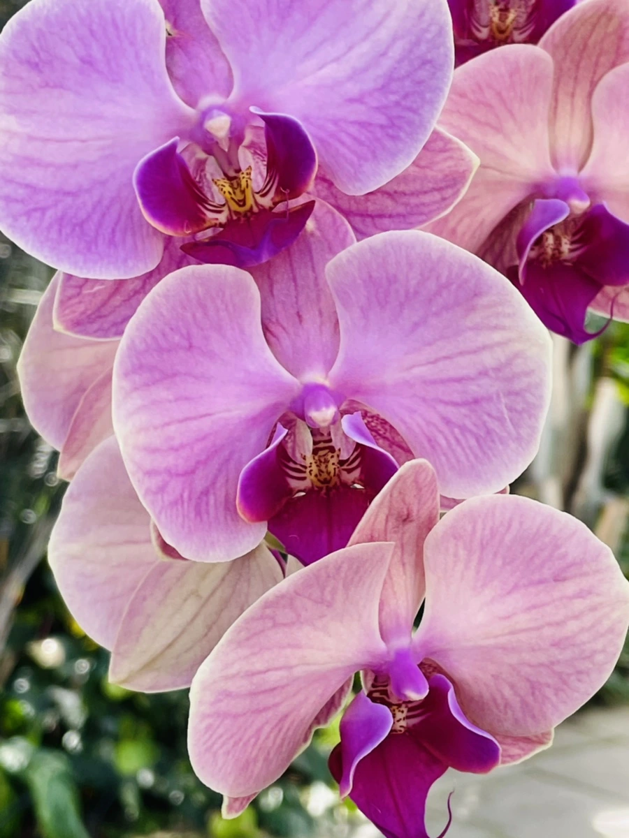 IMG_6528.jpg?type=w966