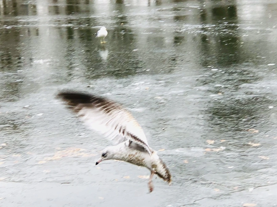 IMG_8454.jpg?type=w966