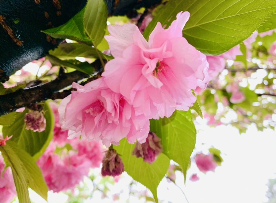 IMG_9265.jpg?type=w966