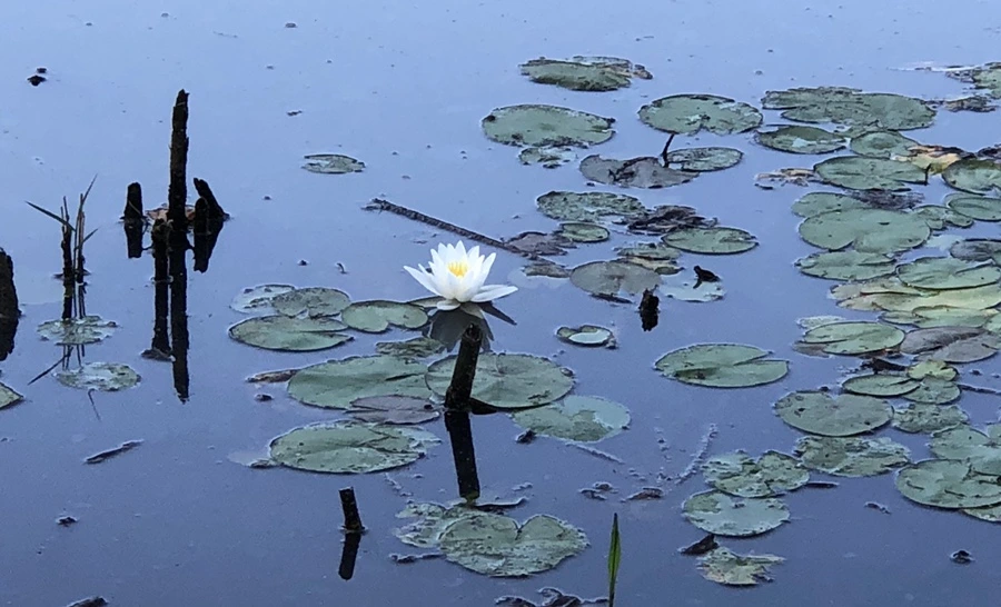 IMG_3867.jpg?type=w966