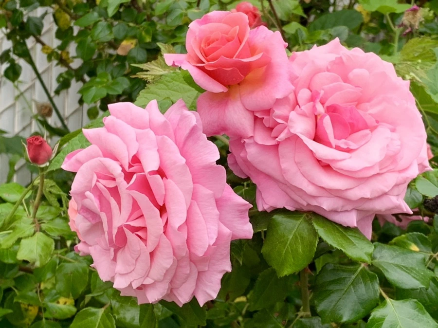 IMG_6094.jpg?type=w966