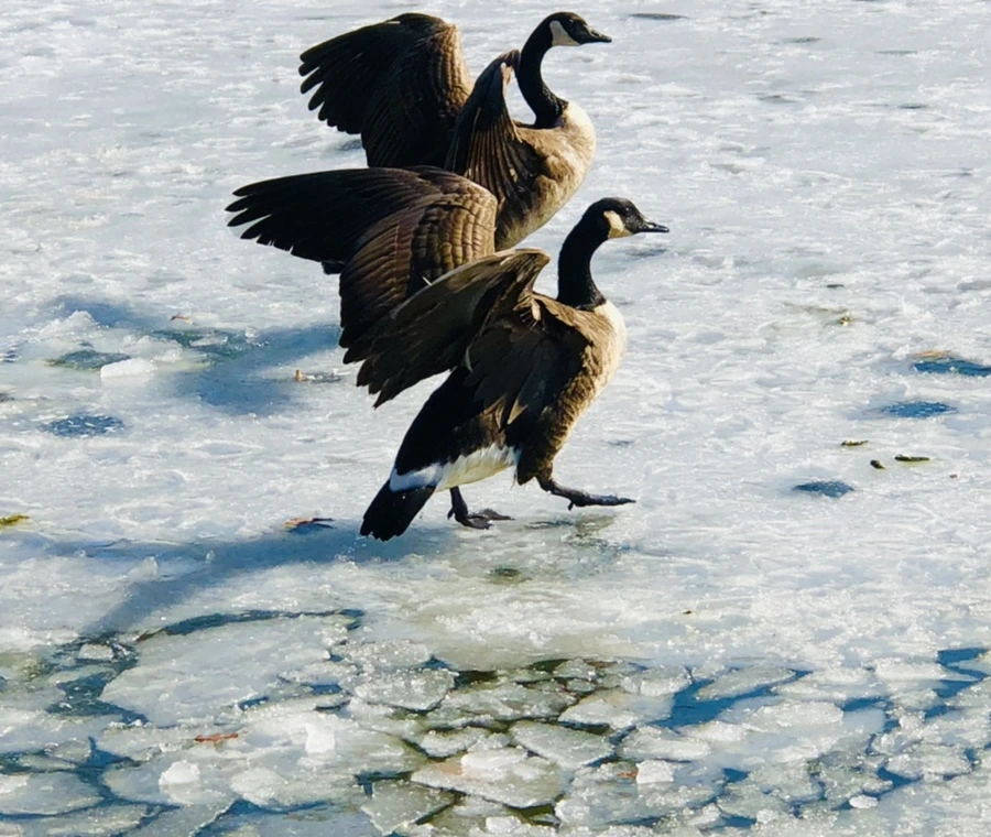 IMG_5288.jpg?type=w966