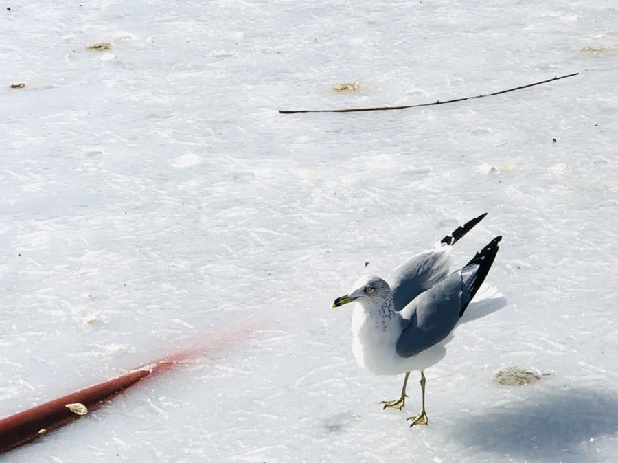 IMG_3189.jpg?type=w966