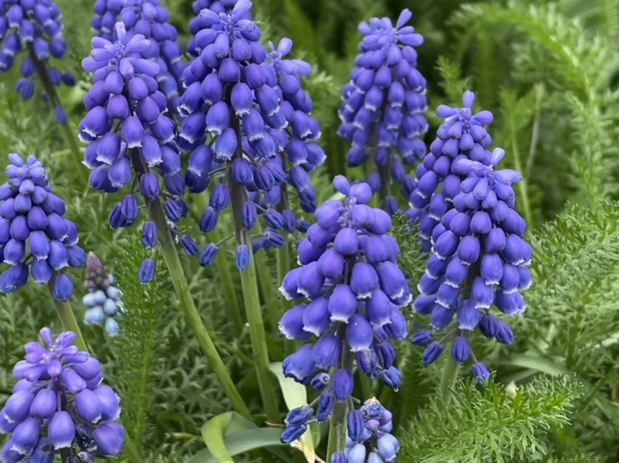 IMG_2434.jpg?type=w966