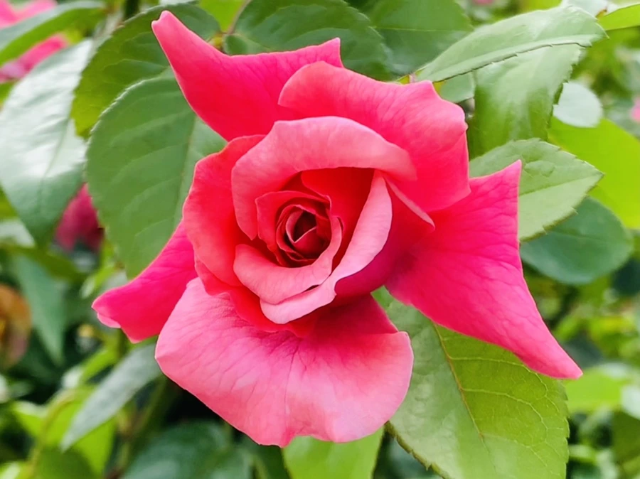 IMG_4923.jpg?type=w966