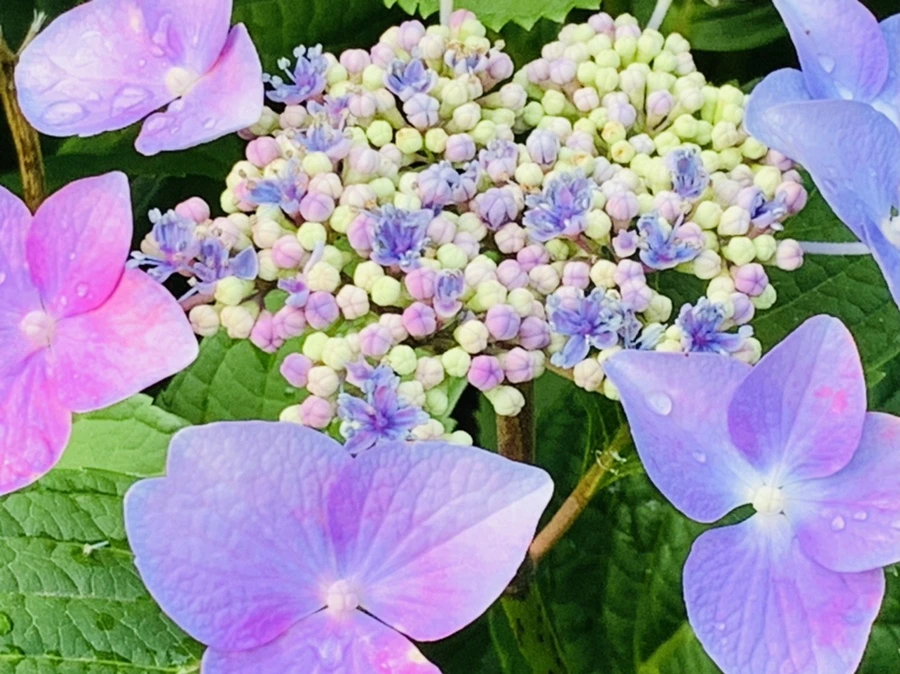 IMG_6039.jpg?type=w966