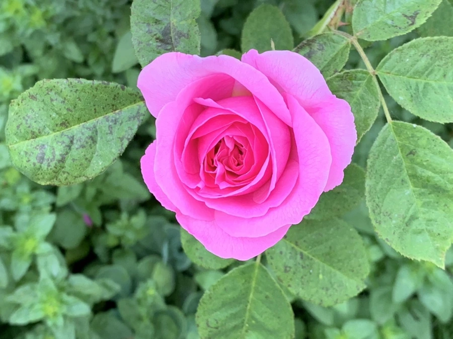 IMG_3566.jpg?type=w966