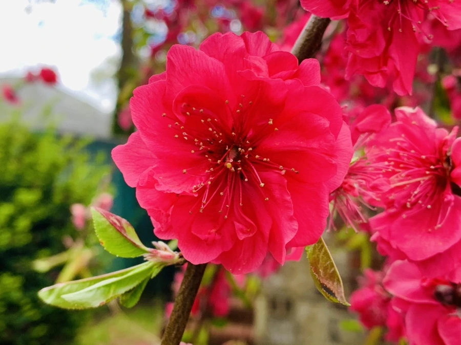 IMG_7927.jpg?type=w966