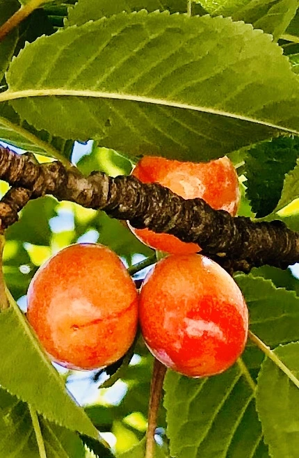 IMG_8576.jpg?type=w966