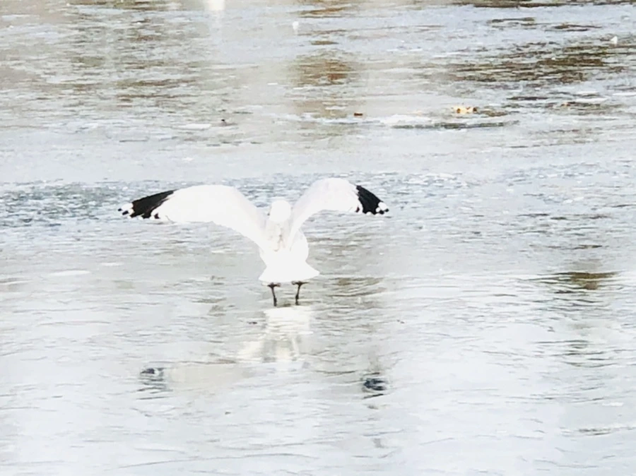 IMG_2137.jpg?type=w966