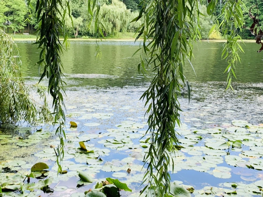 IMG_7564.jpg?type=w966