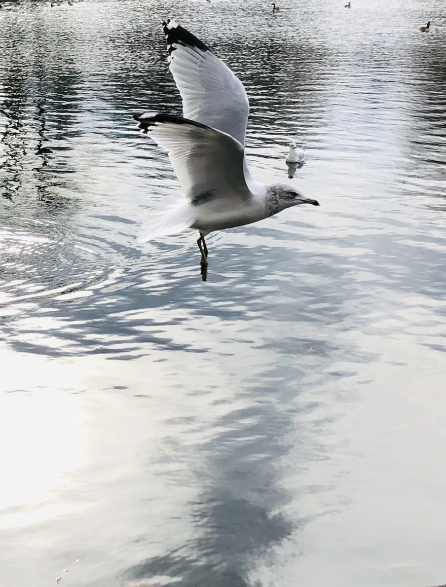 IMG_8661.jpg?type=w966