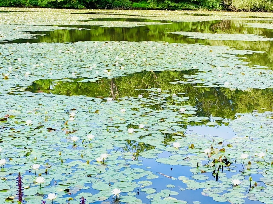 IMG_3167.jpg?type=w966