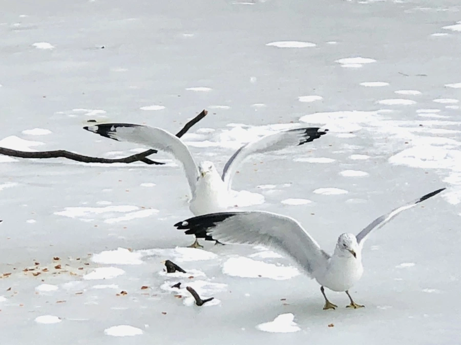 IMG_2470.jpg?type=w966