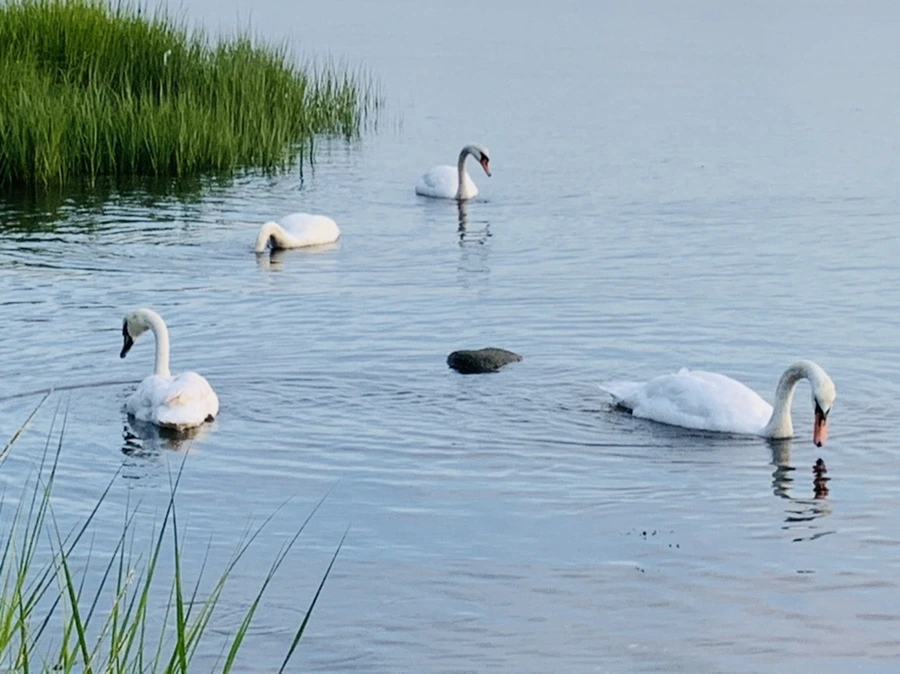 IMG_1379.jpg?type=w966