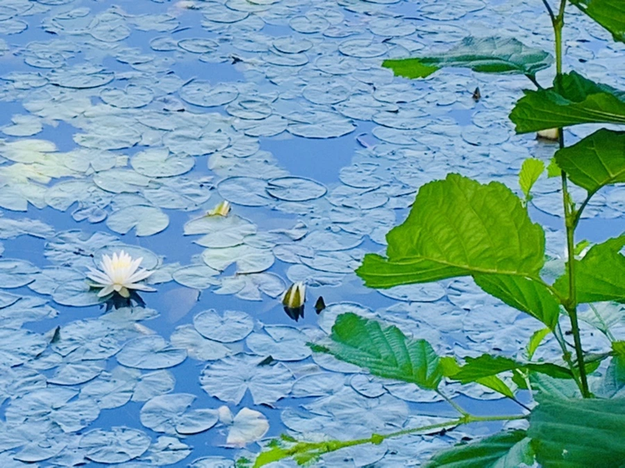 IMG_1206.jpg?type=w966