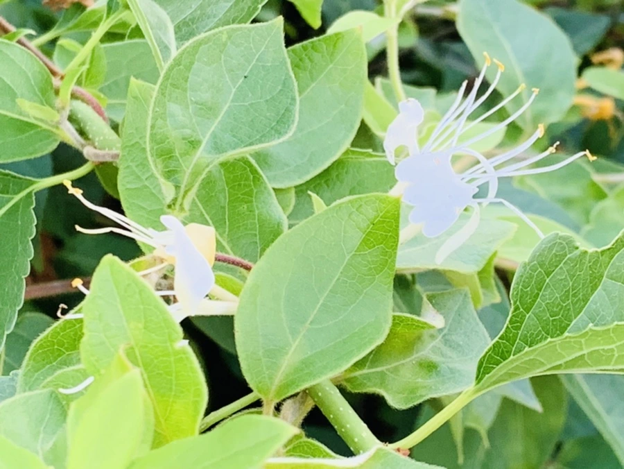 IMG_4851.jpg?type=w966