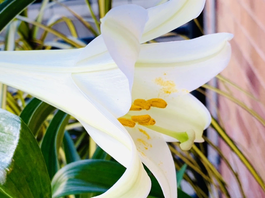 IMG_7551.jpg?type=w966