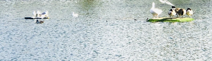 IMG_9236.jpg?type=w966