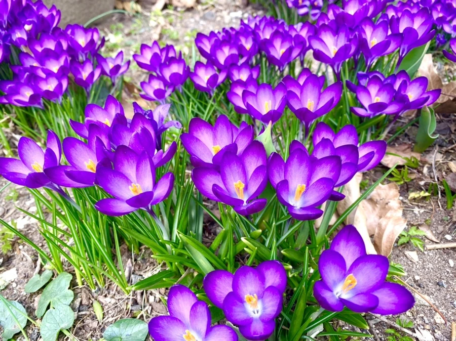 IMG_1065.jpg?type=w966