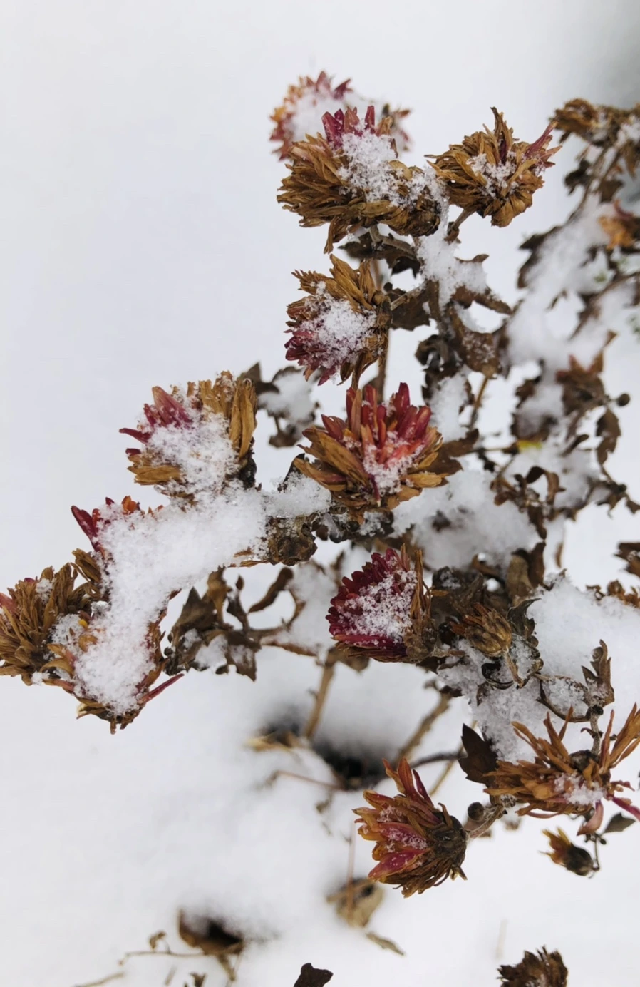 IMG_3313.jpg?type=w966