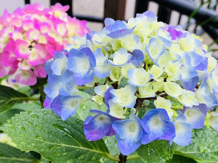 IMG_3484.jpg?type=w966