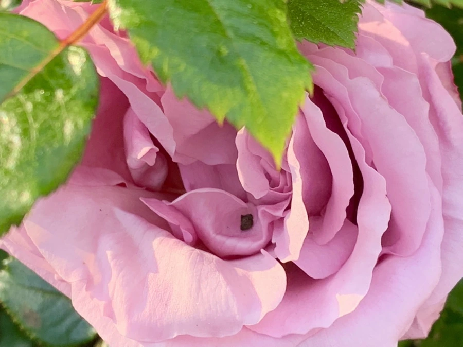 IMG_4500.jpg?type=w966