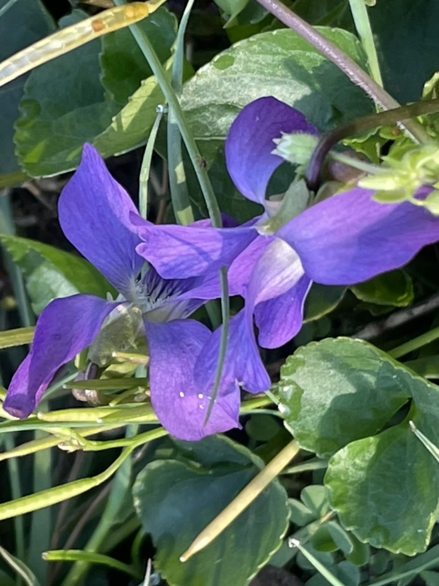 IMG_0582.jpg?type=w966