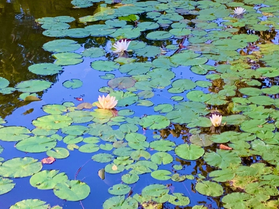 IMG_1058.jpg?type=w966