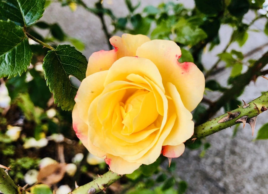 IMG_8073.jpg?type=w966