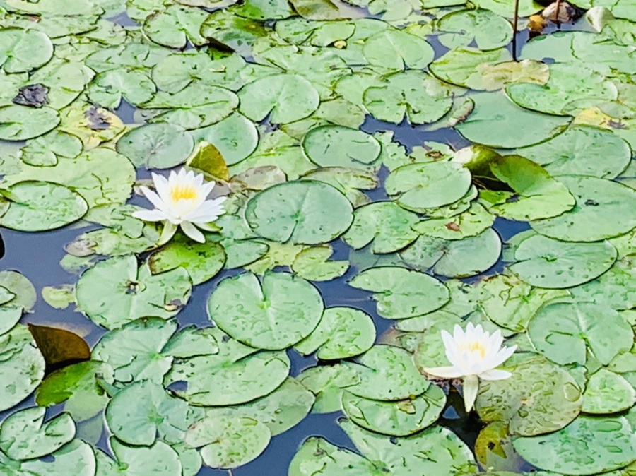 IMG_4429.jpg?type=w966