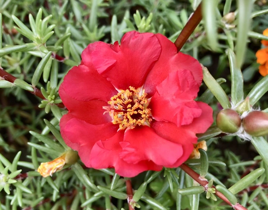 IMG_1467.jpg?type=w966