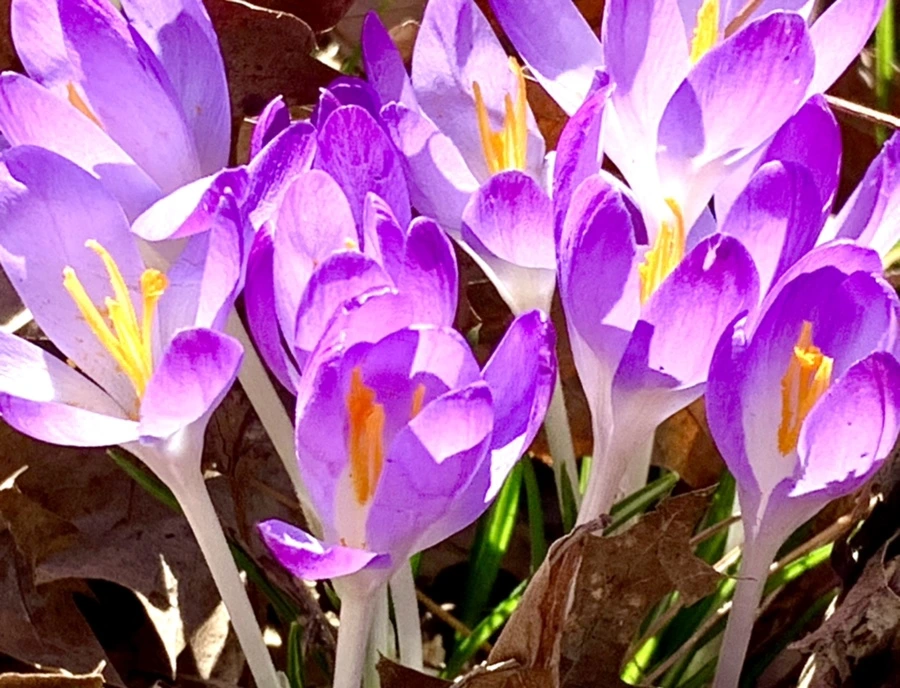 IMG_1296.jpg?type=w966