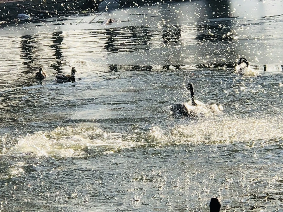 IMG_2813.jpg?type=w966