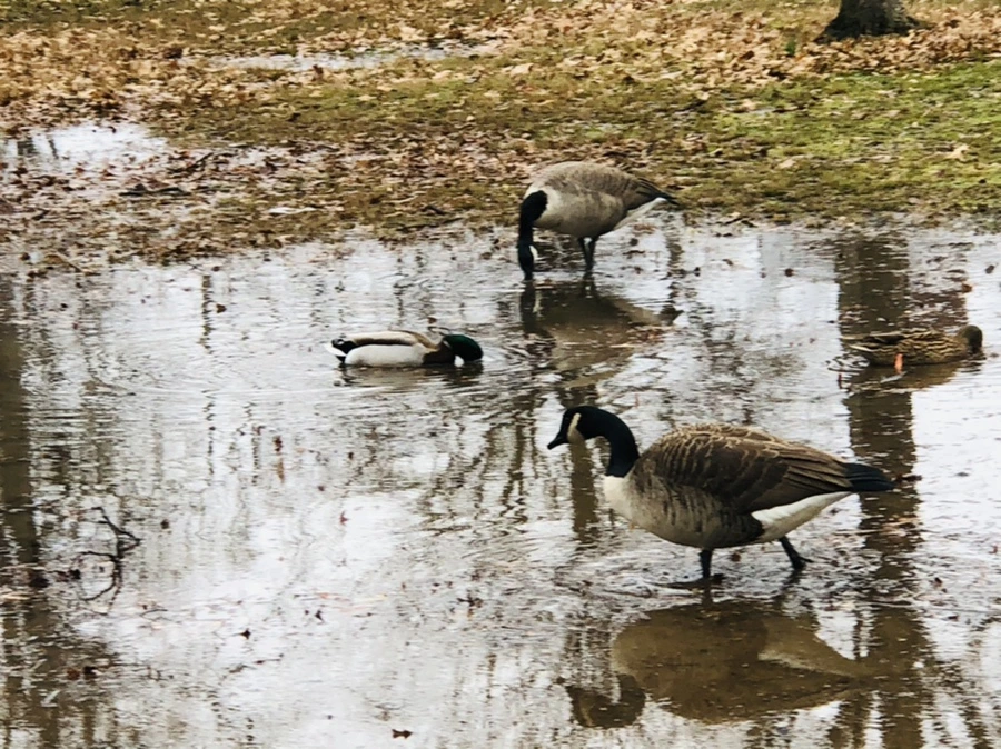 IMG_9497.jpg?type=w966