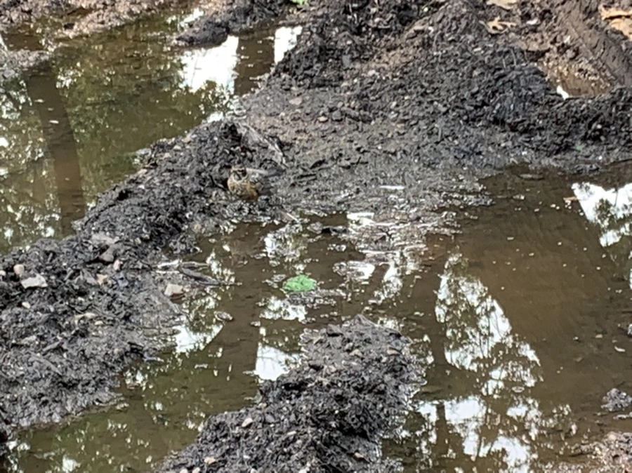 IMG_8306.jpg?type=w966