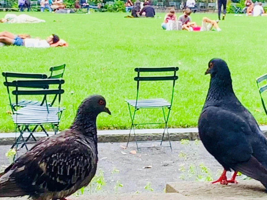 IMG_5025.jpg?type=w966