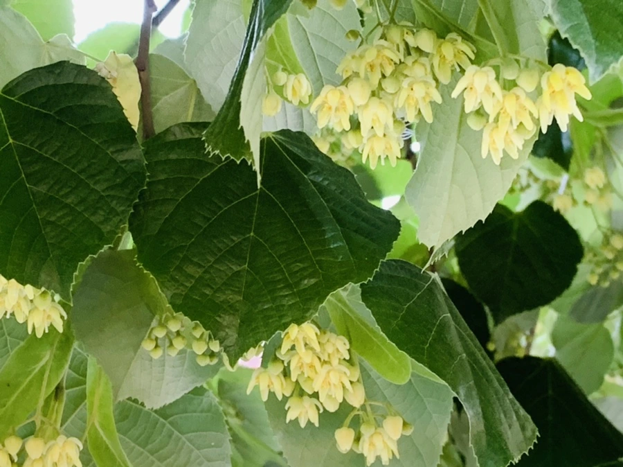 IMG_4768.jpg?type=w966