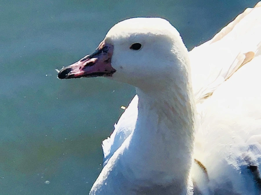 IMG_5225.jpg?type=w966