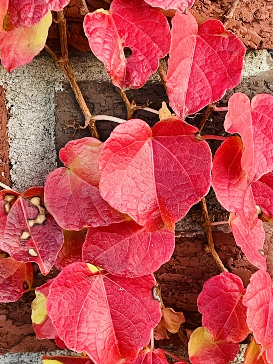 IMG_5925.jpg?type=w966