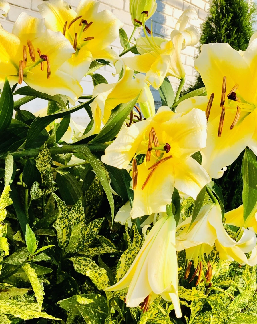 IMG_2098.jpg?type=w966