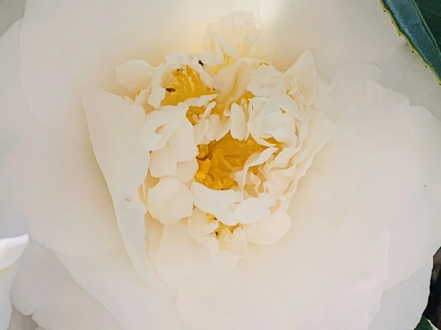 IMG_8604.jpg?type=w966