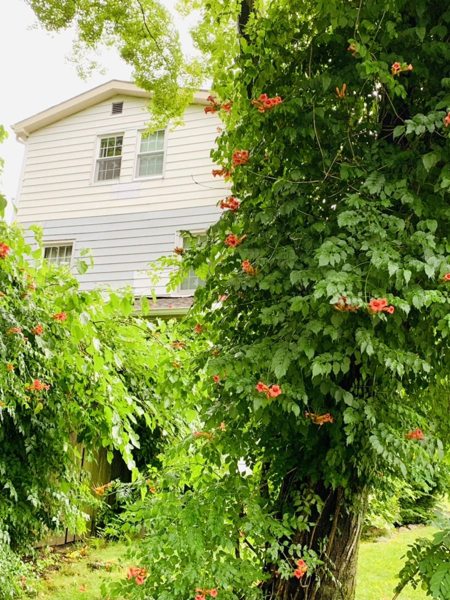 IMG_0071.jpg?type=w966