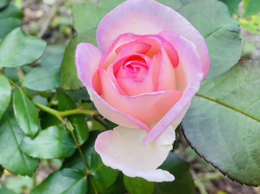 IMG_0159.jpg?type=w966