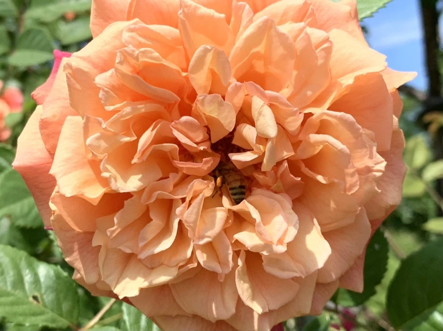 IMG_5843.jpg?type=w966