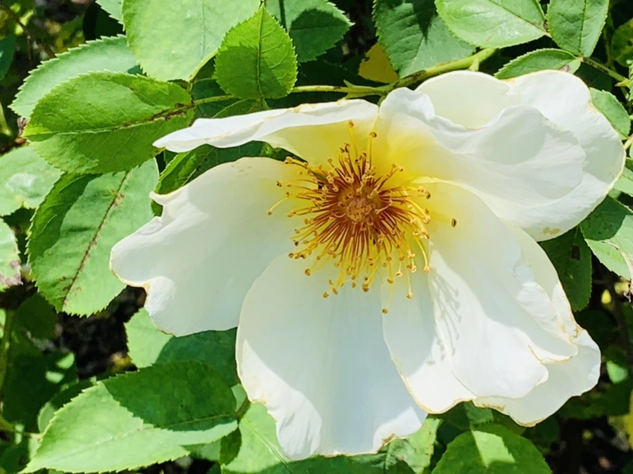 IMG_4155.jpg?type=w966