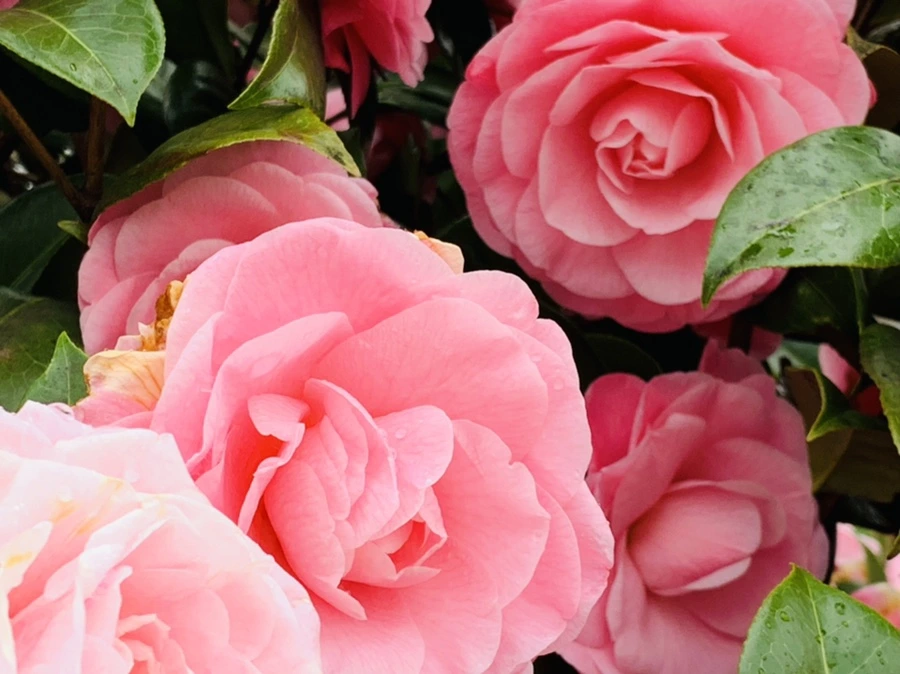 IMG_1403.jpg?type=w966